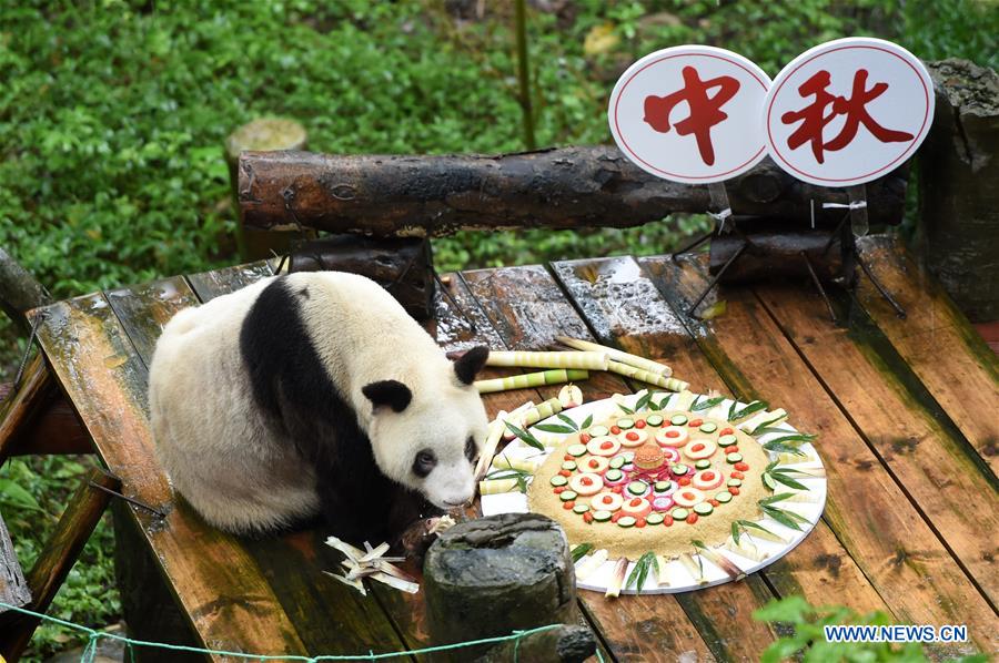 CHINA-CHONGQING-MID-AUTUMN FESTIVAL-GIANT PANDA (CN)