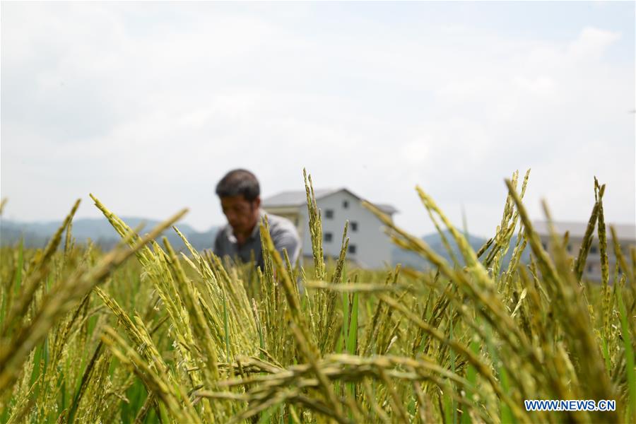 #CHINA-GUIZHOU-ZUNYI-RICE (CN)