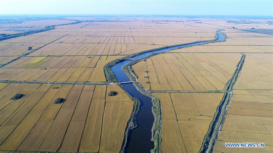 CHINA-HEBEI-RICE FIELDS(CN)