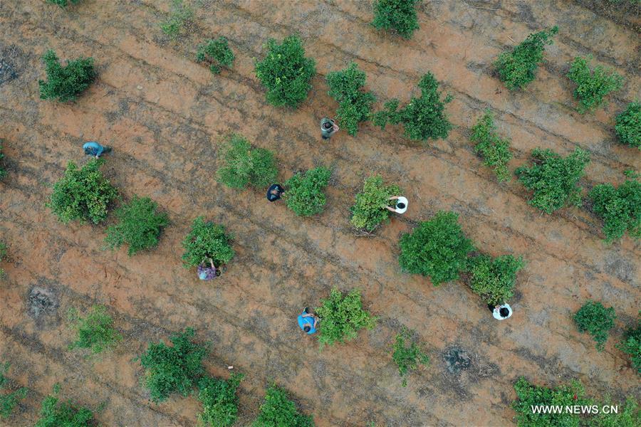 CHINA-GUIZHOU-OIL-TEA CAMELLIA-PLANTING (CN)