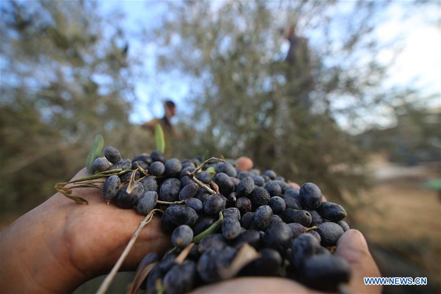 MIDEAST-GAZA-OLIVE-HARVEST