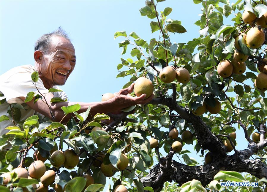 #CHINA-AUTUMN-HARVEST (CN)