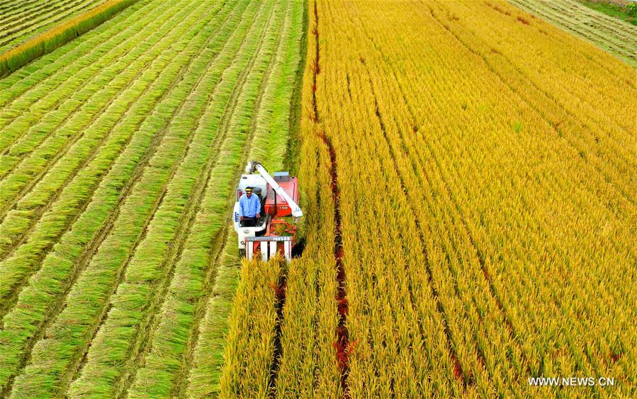 #CHINA-JIANGSU-HUAI'AN-RICE-HARVEST (CN)