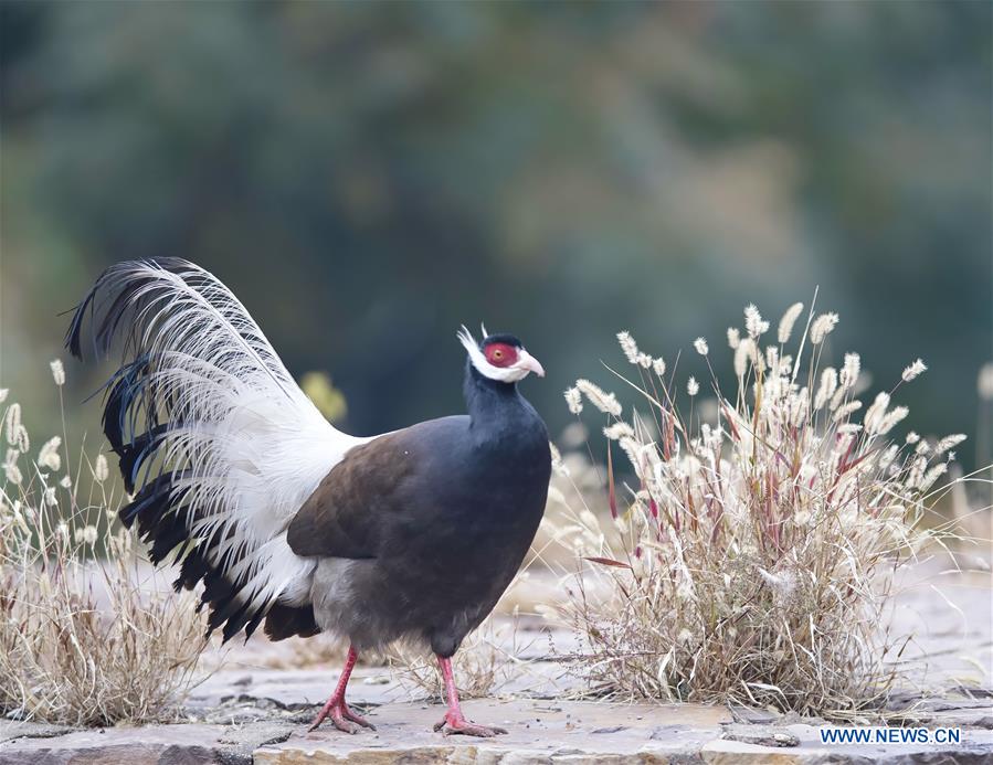 CHINA-SHANXI-JIAOCHENG-BIRD (CN)