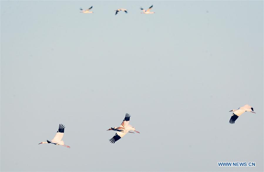 CHINA-JILIN-ZHENLAI-WILD BIRD (CN)