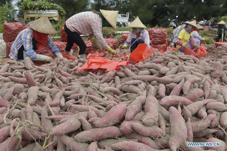 CHINA-FUJIAN-SWEET POTATO-HARVEST (CN)