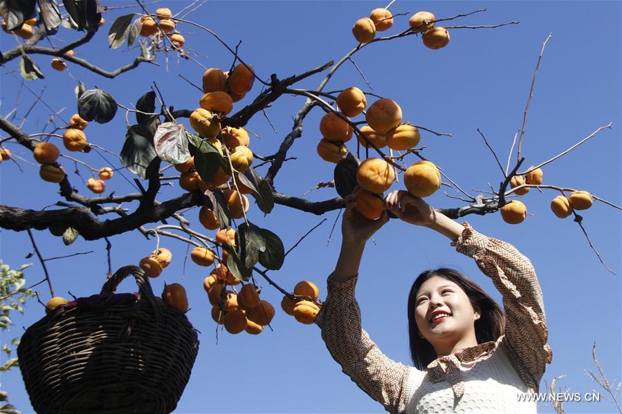 #CHINA-FARMING-SHUANGJIANG (CN) 