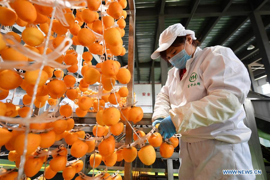 CHINA-SHAANXI-PERSIMMON-HARVEST (CN)