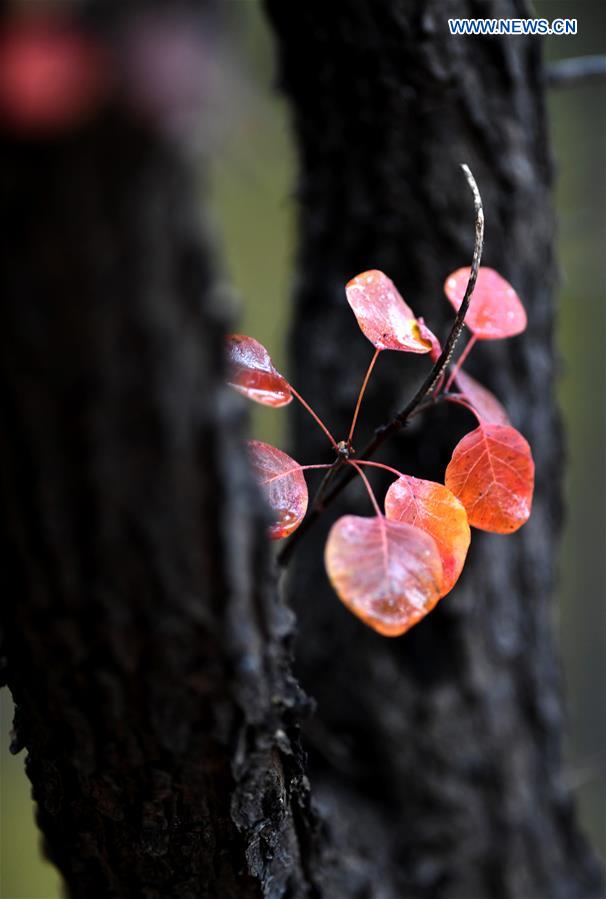 CHINA-BEIJING-BADACHU-AUTUMN SCENERY(CN)