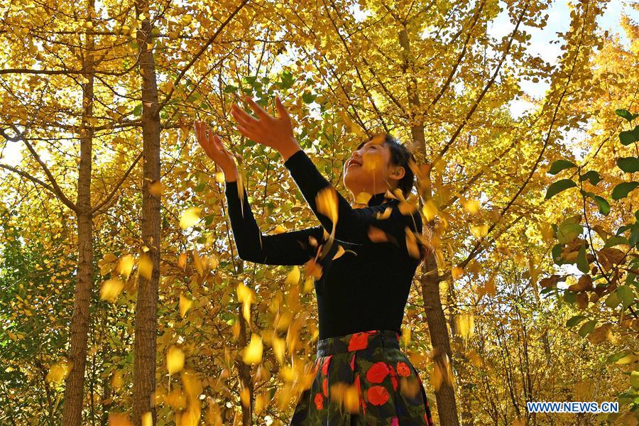 #CHINA-SHANDONG-AUTUMN-GINKGO (CN)