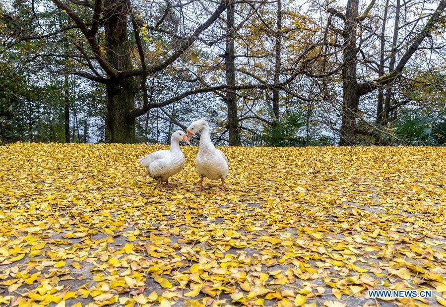 #CHINA-AUTUMN-SCENERY (CN)