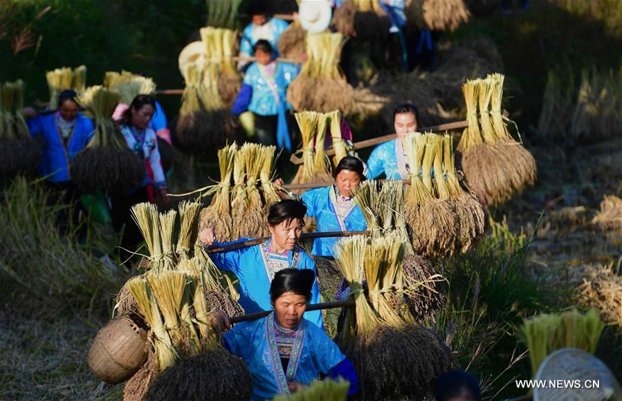 CHINA-GUANGXI-ANTAI-RICE-HARVEST (CN)