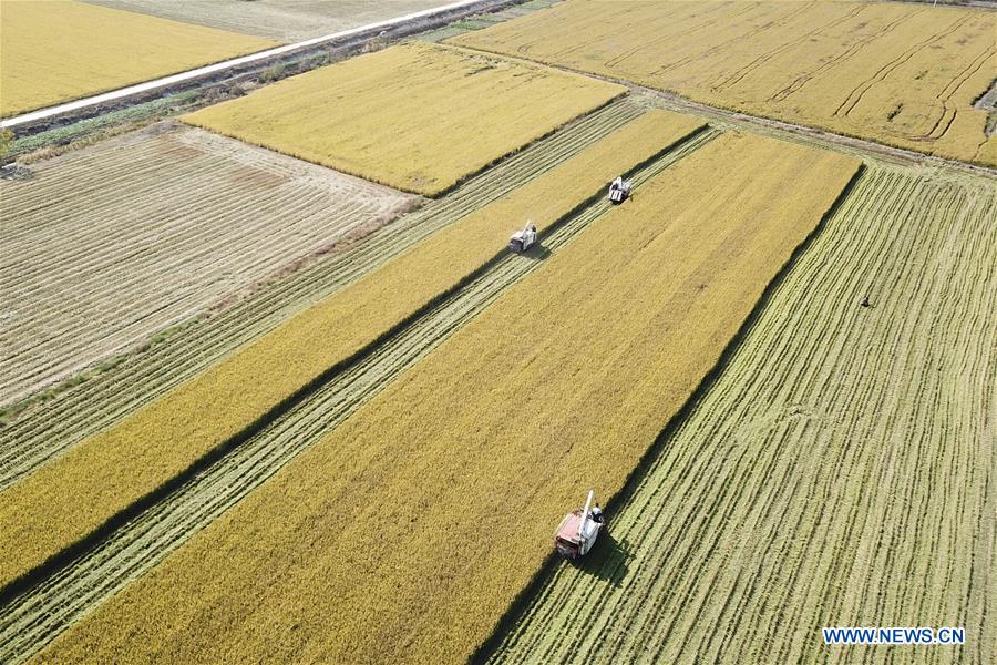 #CHINA-JIANGSU-HARVEST SEASON (CN)