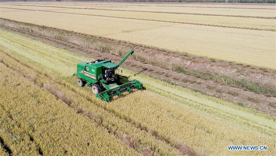 #CHINA-JIANGSU-HARVEST SEASON (CN)