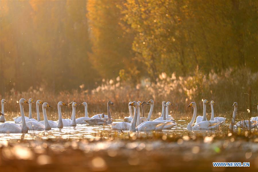 #CHINA-SHANXI-YUNCHENG-PINGLU-SWANS (CN)