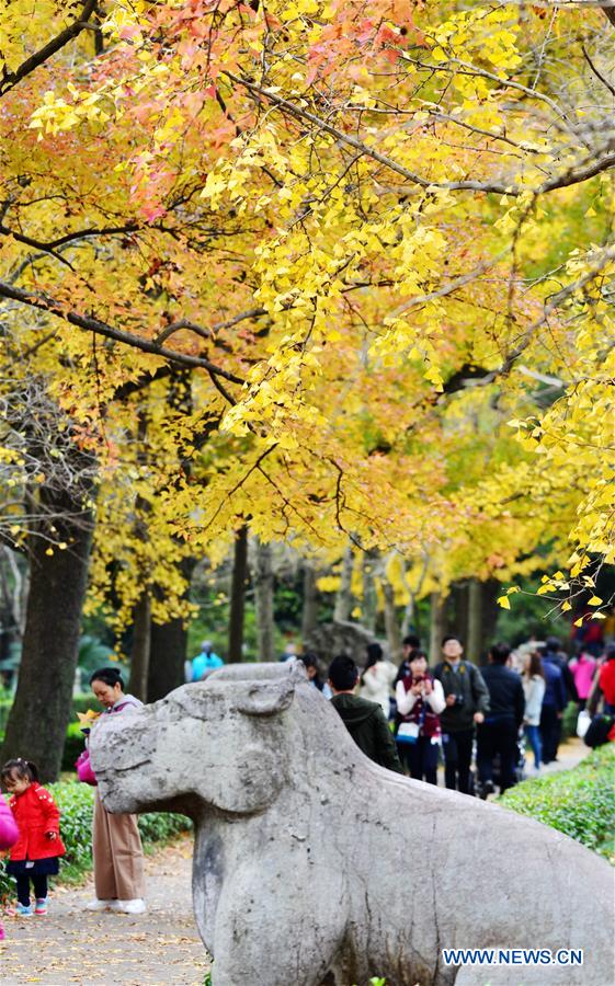 #CHINA-GINKGO TREE-SCENERY (CN)