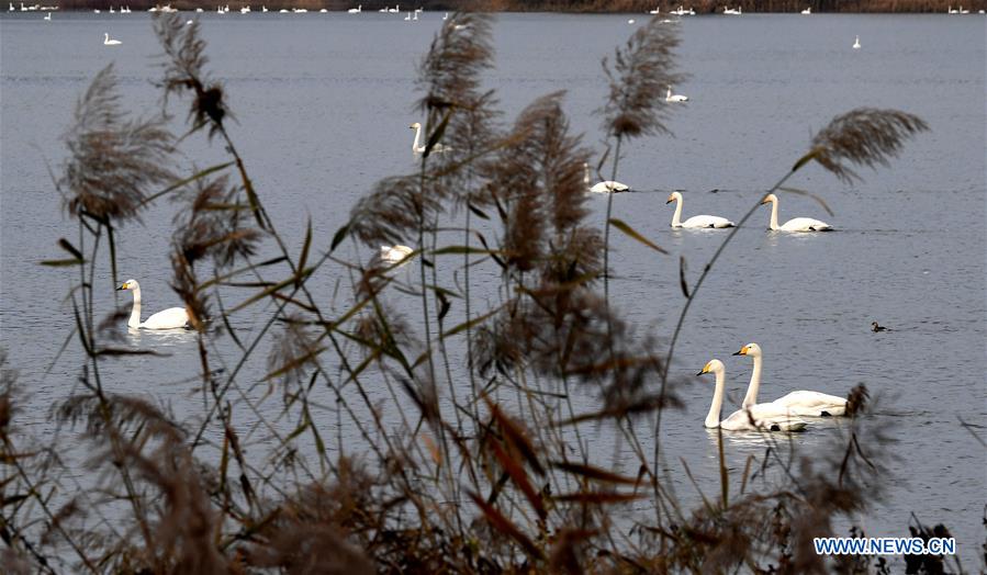 CHINA-HENAN-SANMENXIA-SWANS (CN)