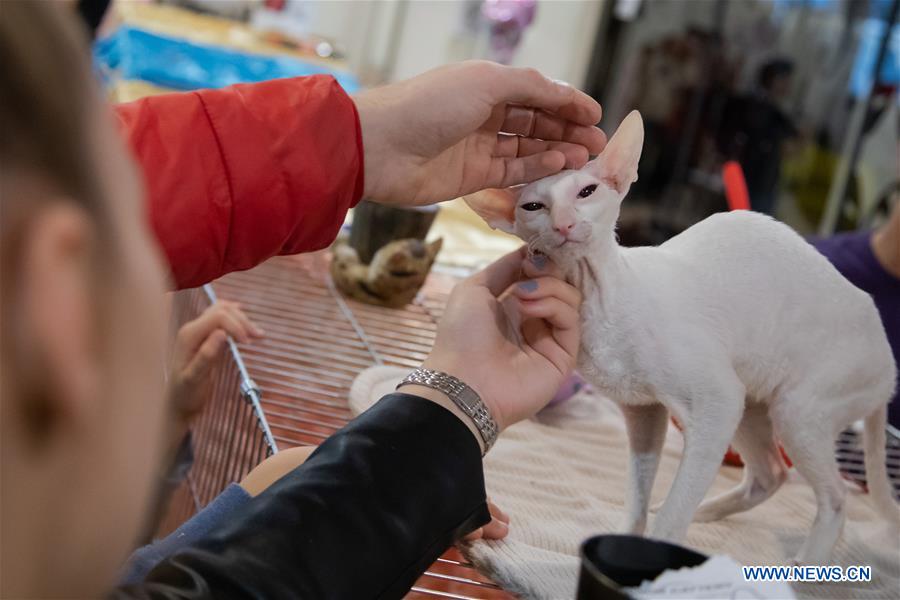 HUNGARY-BUDAPEST-INTERNATIONAL CAT SHOW