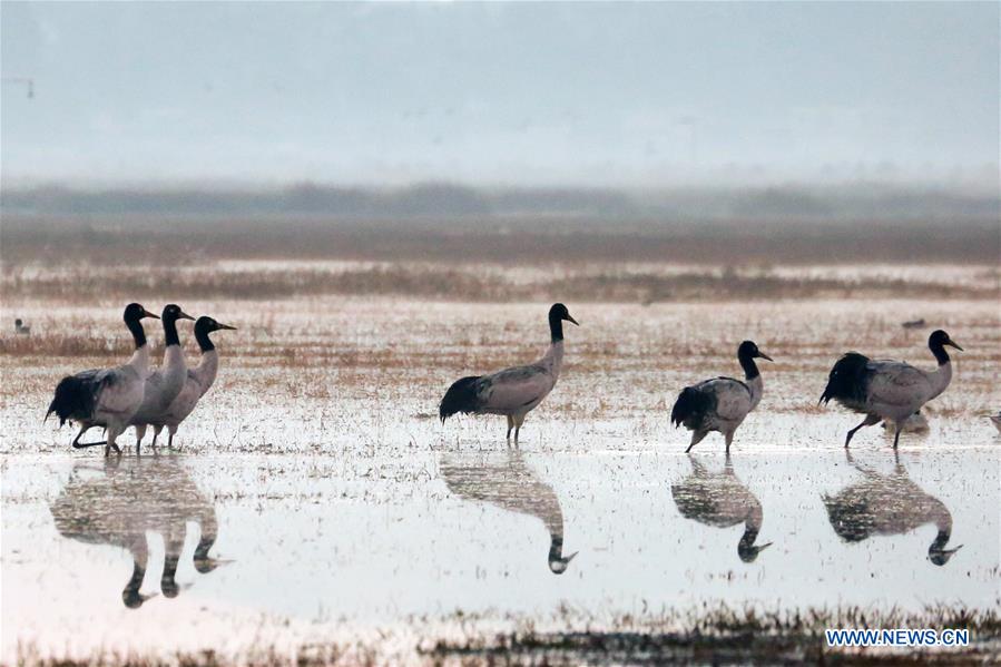 CHINA-GUIZHOU-WEINING-NATURE RESERVE-BLACK-NECKED CRANE (CN)