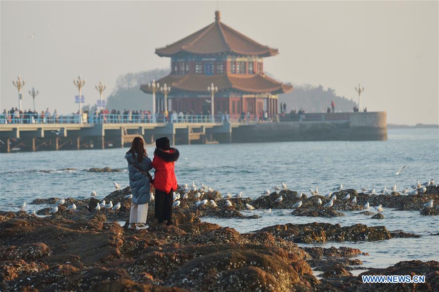 #CHINA-SHANDONG-QINGDAO-SEAGULLS (CN)