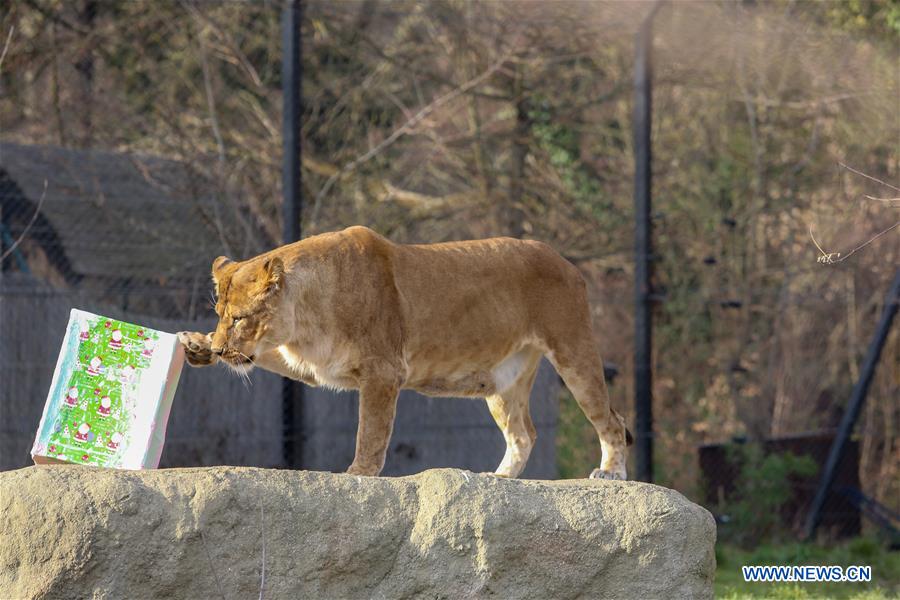 CROATIA-ZAGREB-CHRISTMAS-ZOO