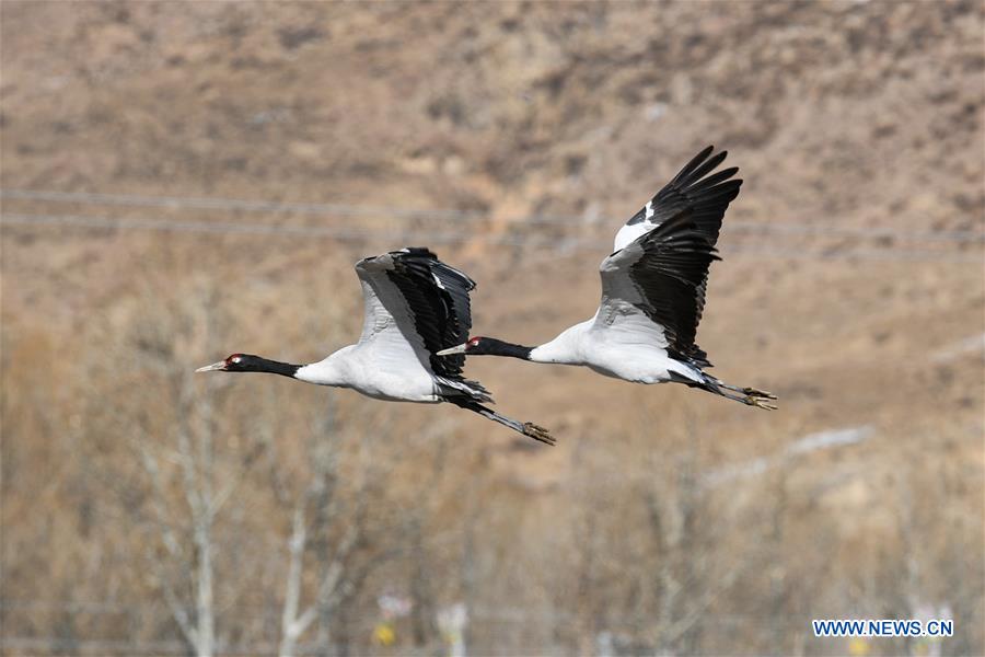 CHINA-LHASA-BLACK-NECKED CRANES (CN)