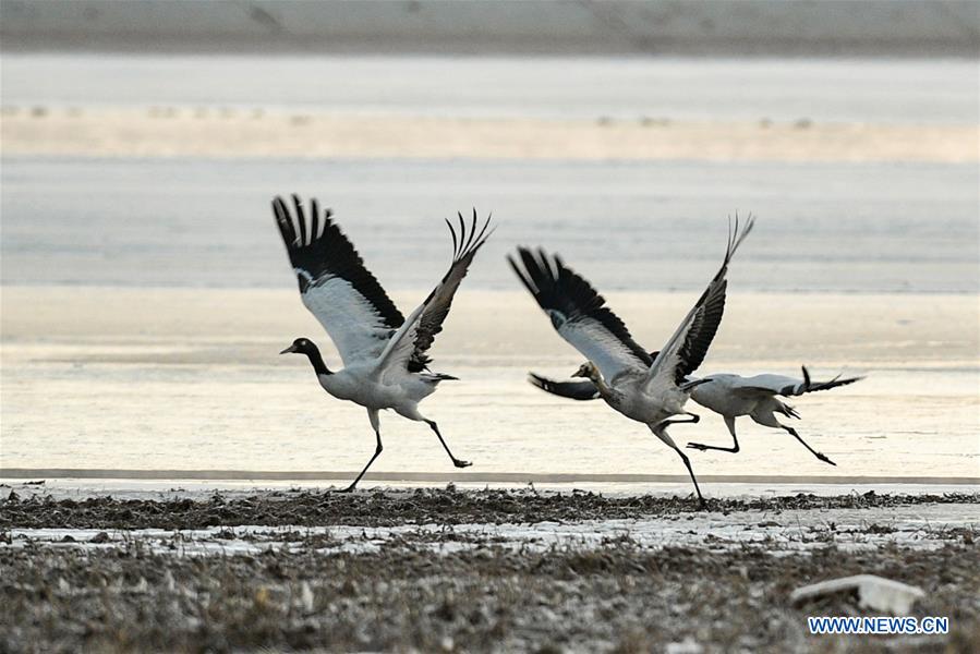 CHINA-LHASA-BLACK-NECKED CRANES (CN)