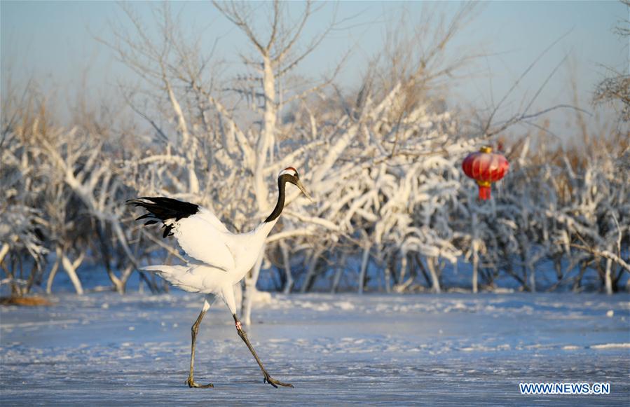 CHINA-HEILONGJIANG-RED-CROWNED CRANES (CN)