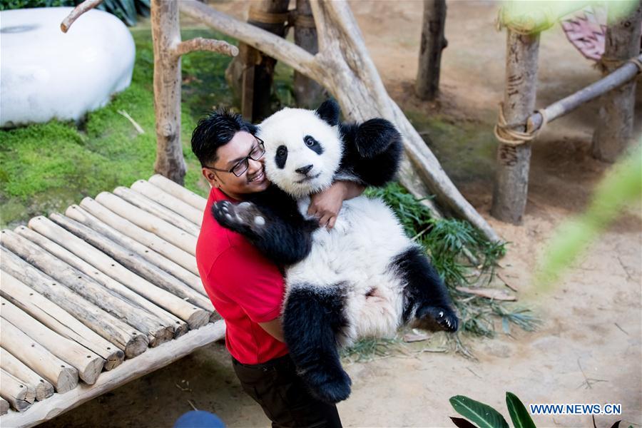 MALAYSIA-KUALA LUMPUR-GIANT PANDA BABY-BIRTHDAY