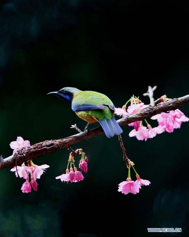 CHINA-FUZHOU-FLOWERS-BIRD (CN)