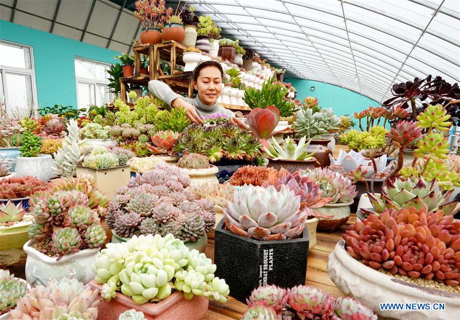 CHINA-HEBEI-SUCCULENT PLANTS-ECONOMY (CN)