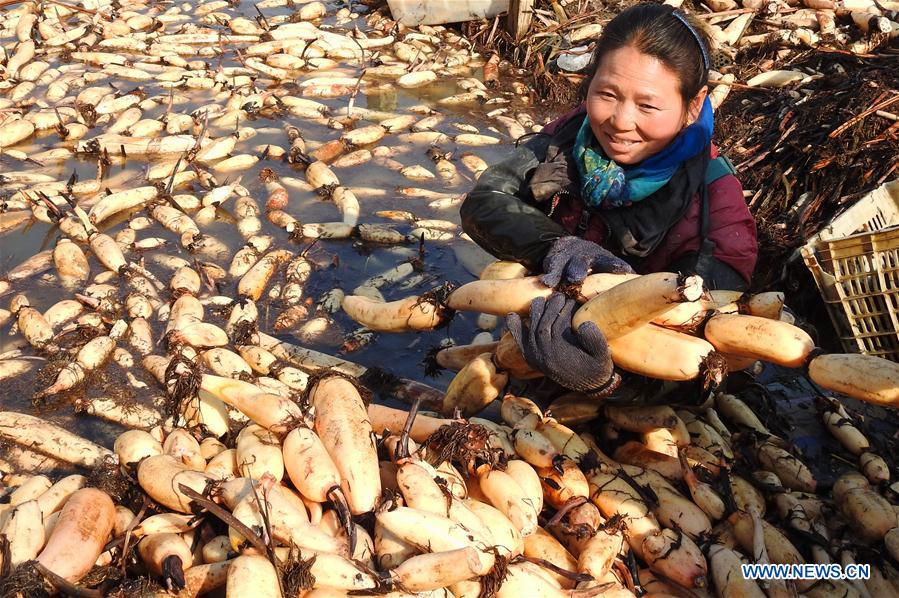 #CHINA-JIANGSU-LIANYUNGANG-LOTUS ROOT-HARVEST (CN)