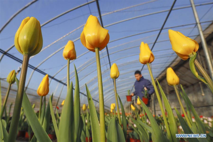 #CHINA-GREENHOUSE-FARMING (CN)