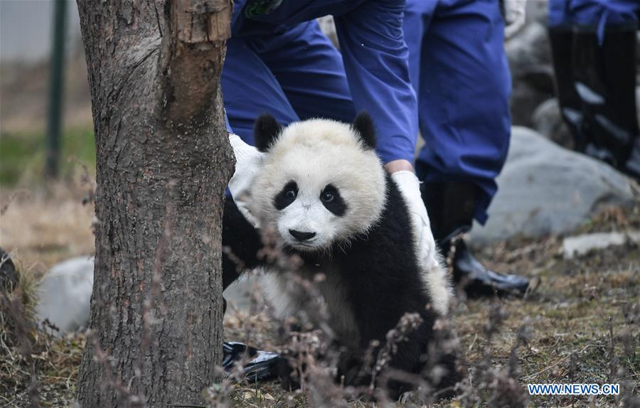 CHINA-SICHUAN-GIANT PANDA-SPRING FESTIVAL (CN)