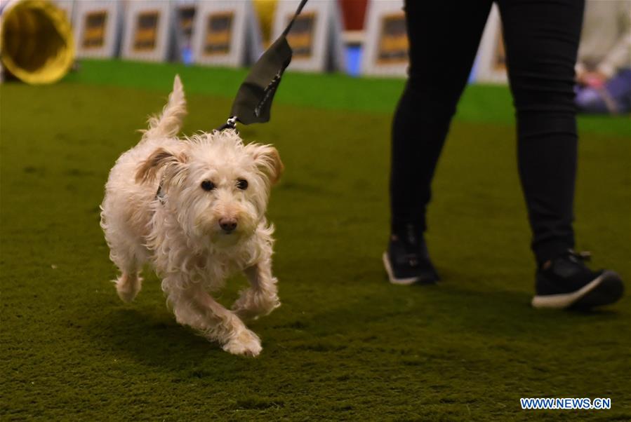 PORTUGAL-LISBON-PET SHOW