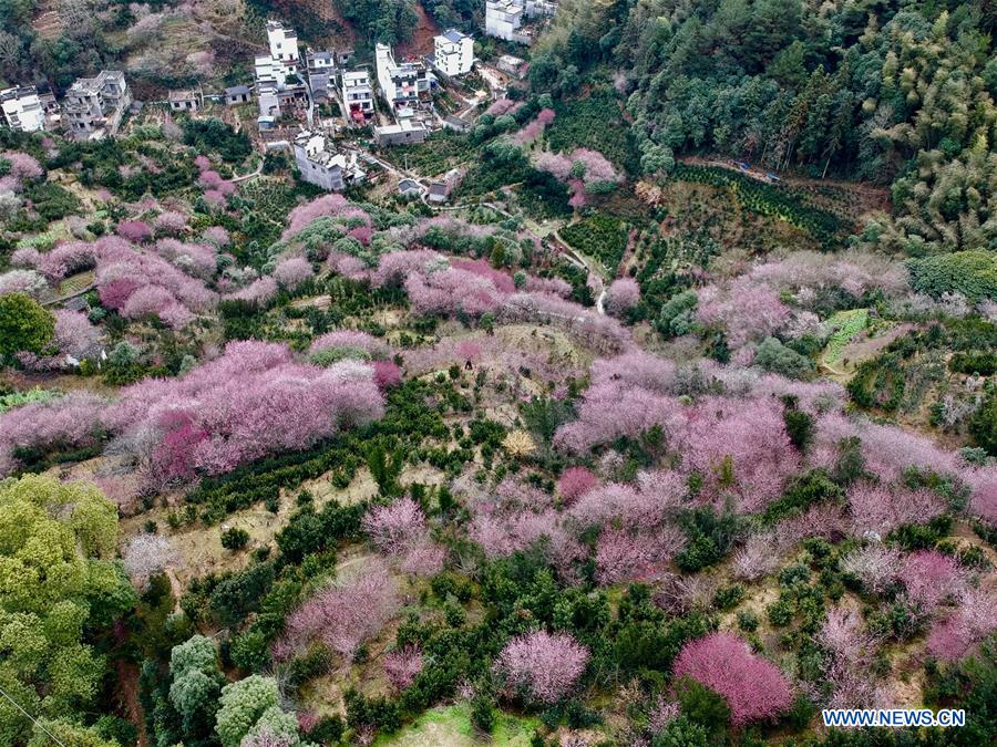 #CHINA-ANHUI-SCENERY-PLUM (CN)