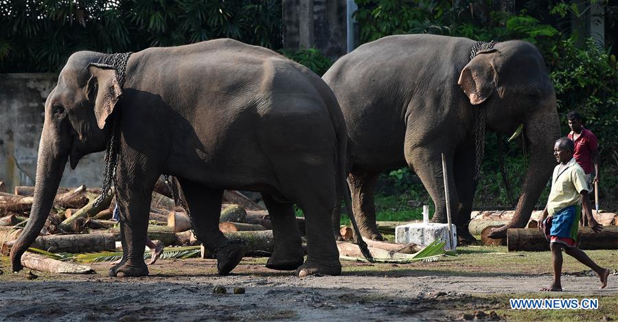 SRI LANKA-COLOMBO-NAVAM-ELEPHANTS