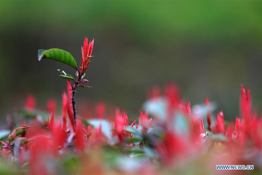 #CHINA-GUIZHOU-BIJIE-SPRING LEAVES (CN)