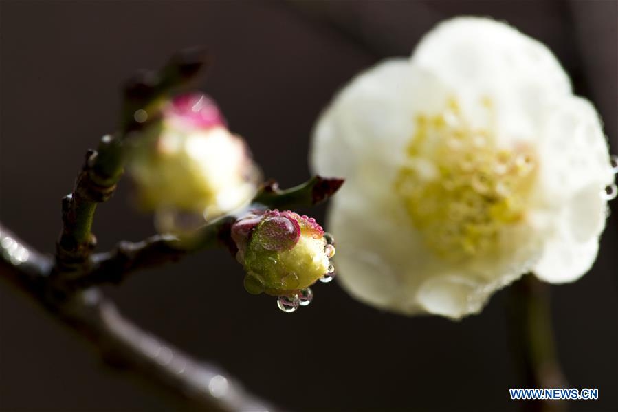 #CHINA-JIANGSU-TAIZHOU-PLUM FLOWERS (CN)