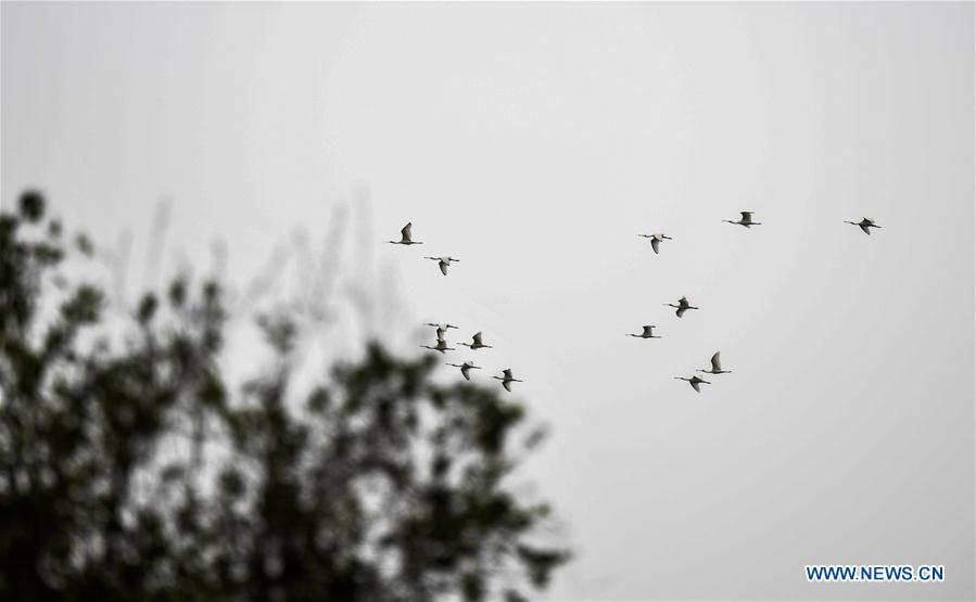 CHINA-HAINAN-SPRING-SPOONBILLS (CN)