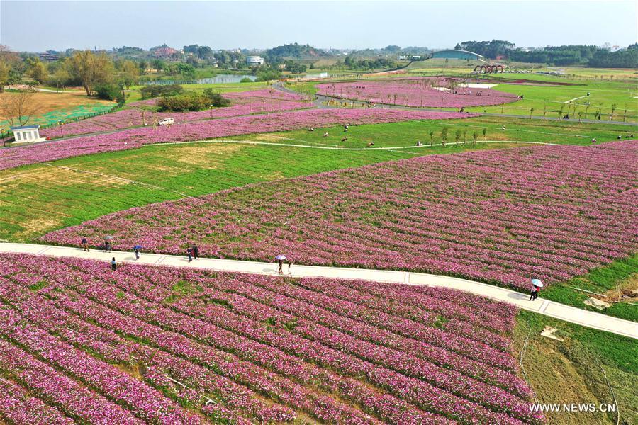 CHINA-NANNING-FLOWERS (CN)