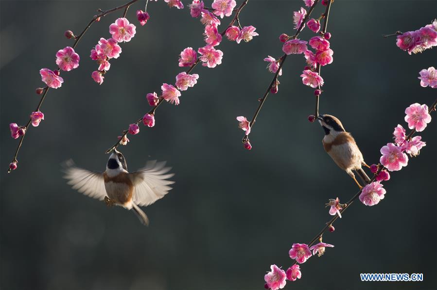 #CHINA-SPRING-FLOWERS (CN)