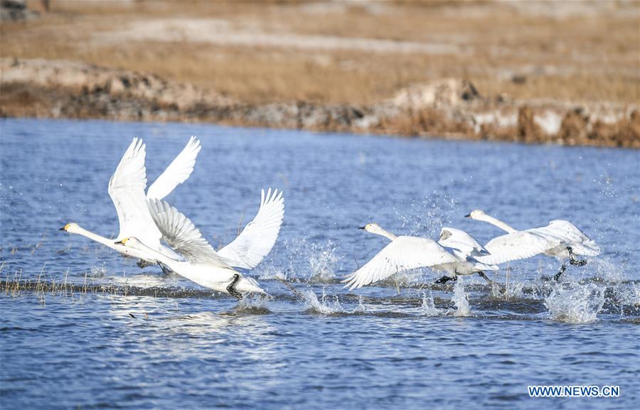 CHINA-INNER MONGOLIA-ORDOS-SWAN (CN)