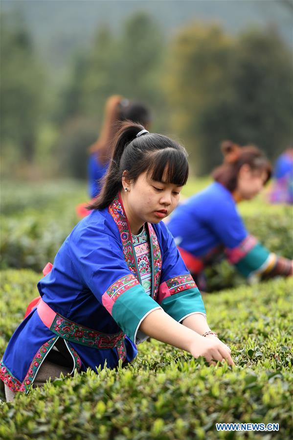 CHINA-GUANGXI-SANJIANG-SPRING TEA-HARVEST (CN)