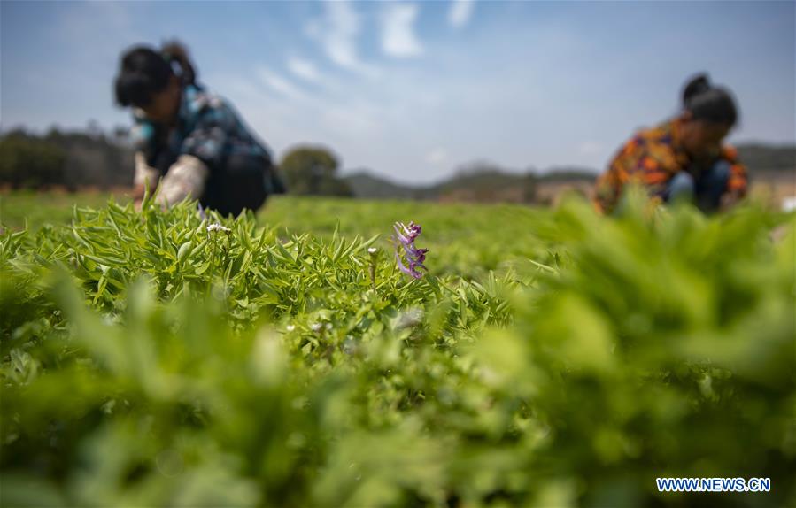 #CHINA-SPRING-FARMING (CN)