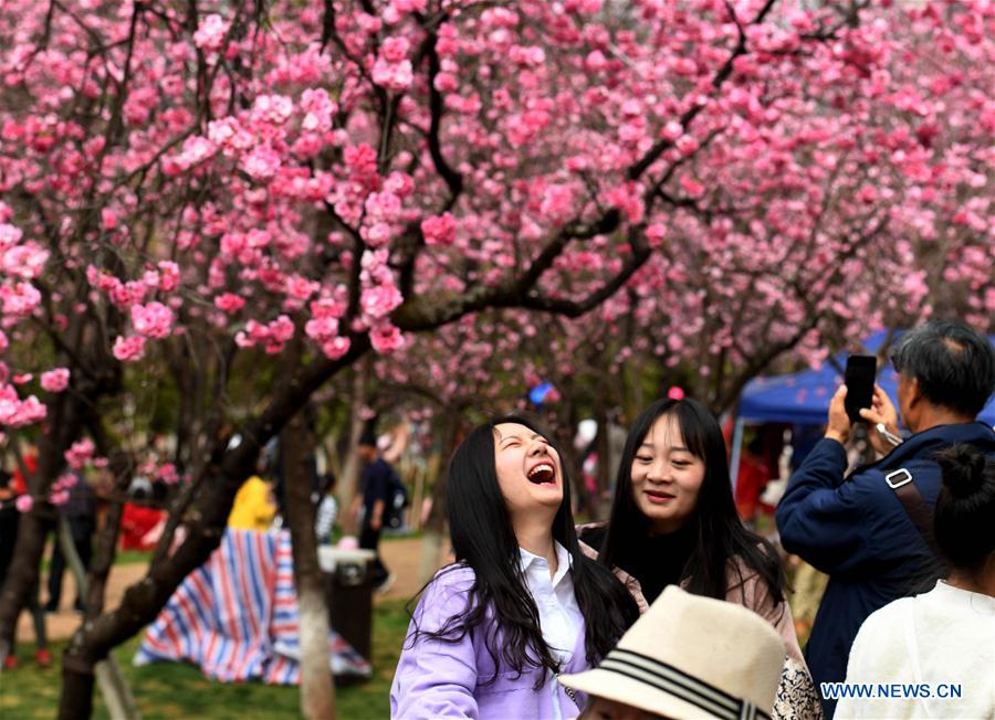 CHINA-YUNNAN-KUNMING-CHERRY BLOSSOM (CN)