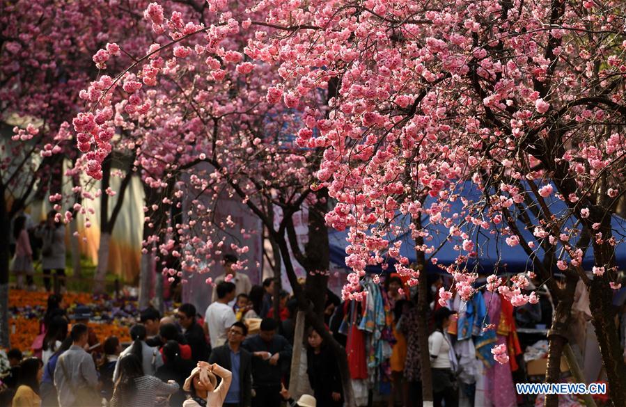 CHINA-YUNNAN-KUNMING-CHERRY BLOSSOM (CN)