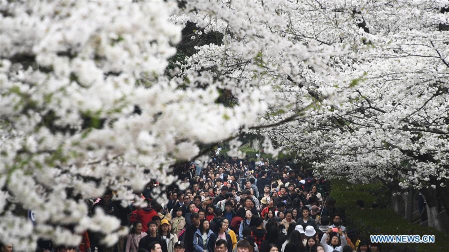 CHINA-WUHAN-CHERRY BLOSSOMS (CN)