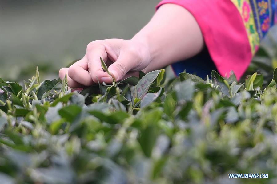 CHINA-FUJIAN-FUDING-TEA HARVEST (CN)