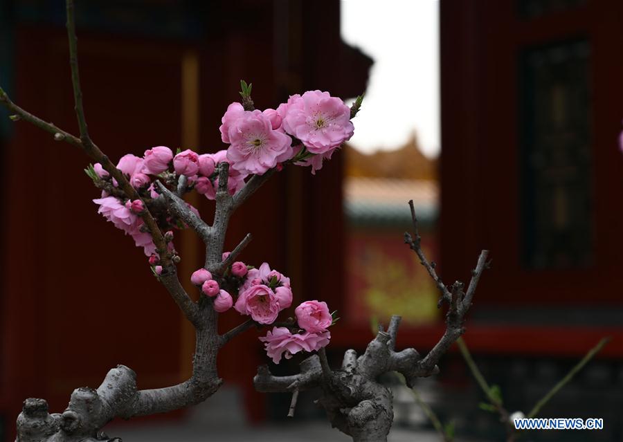 (InPalaceMuseum)CHINA-BEIJING-PALACE MUSEUM-FLOWERS (CN)